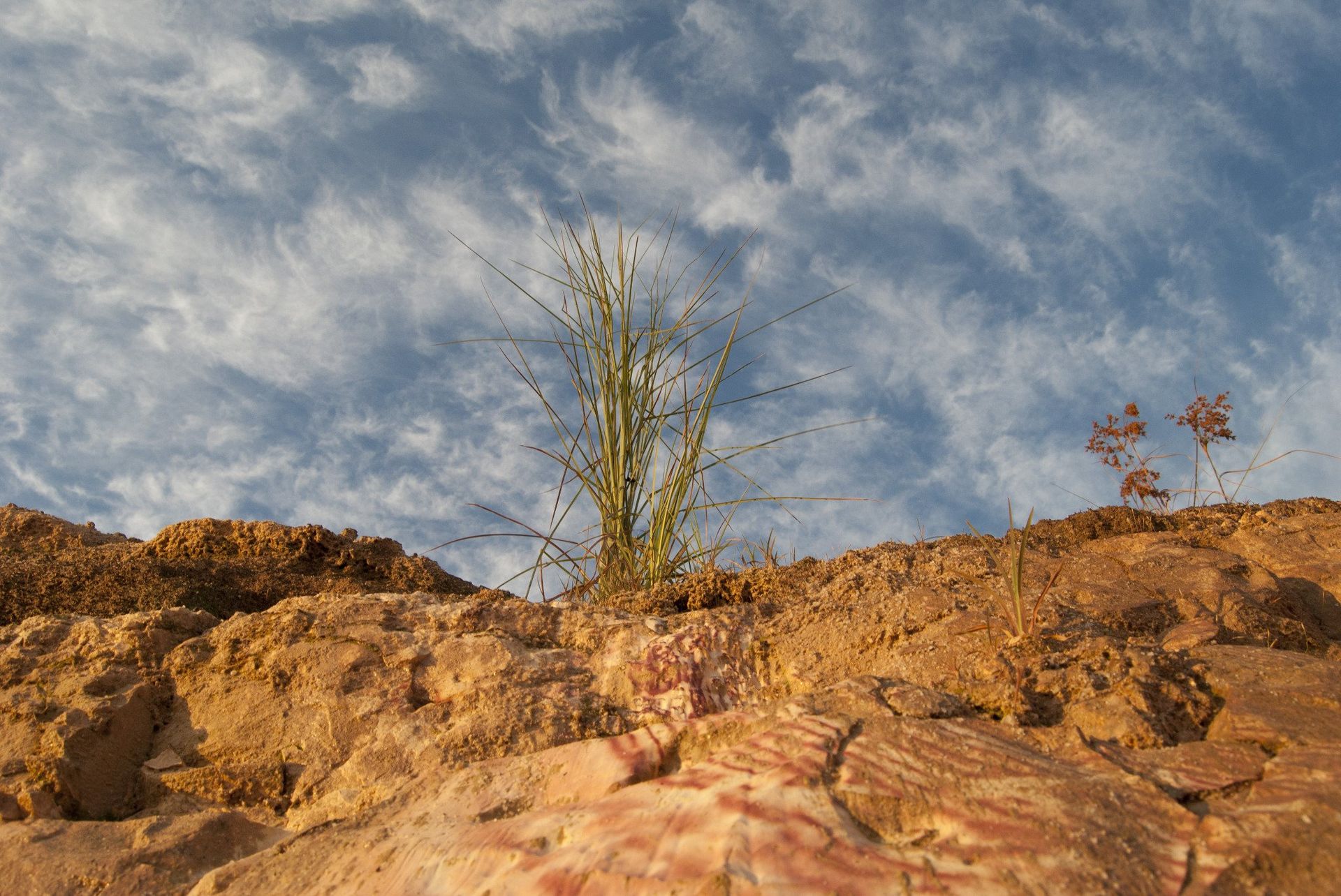 Brown earth and a small green plant against a bright blue sky with wispy clouds.