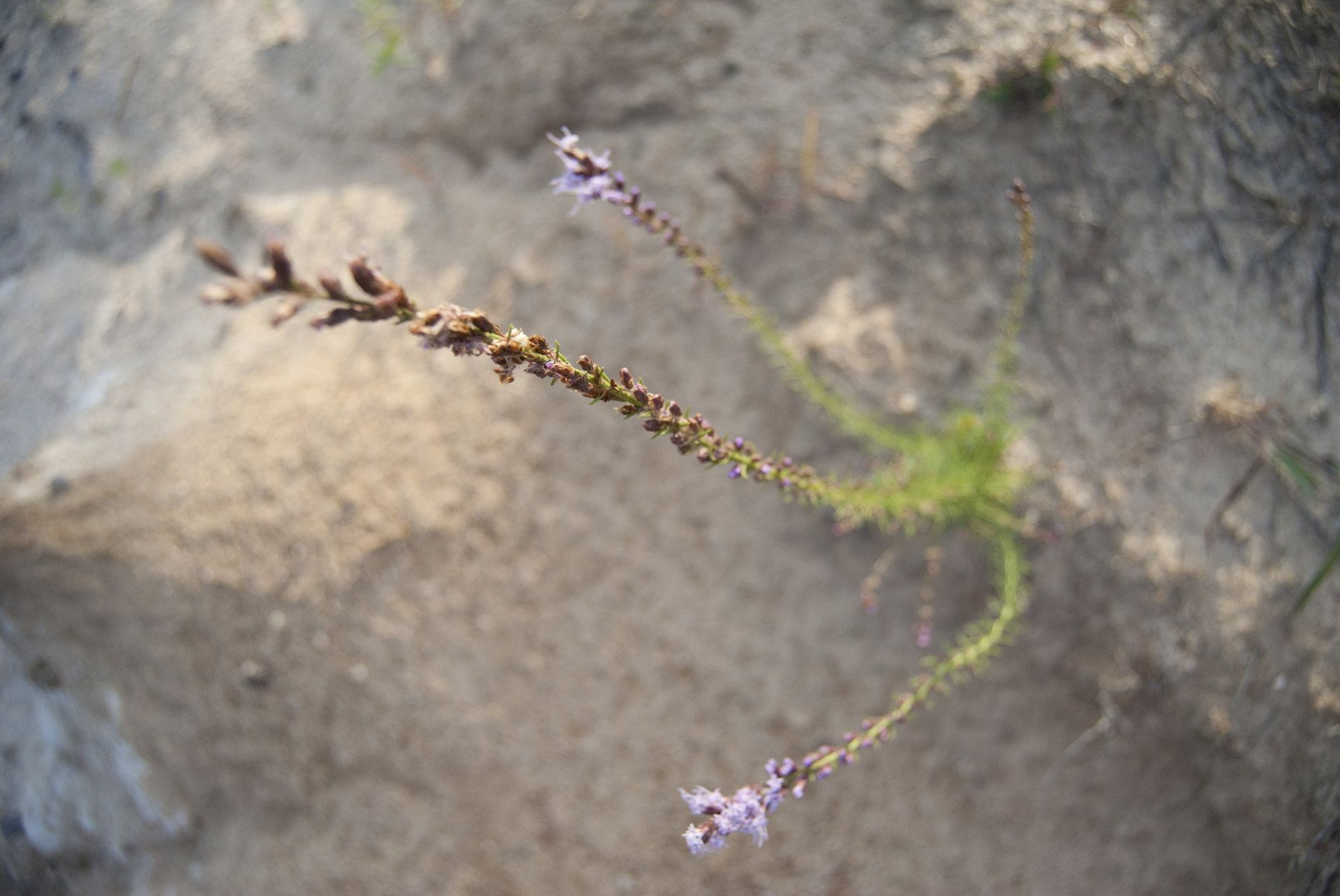 Purple wildflowers growing in sandy soil.
