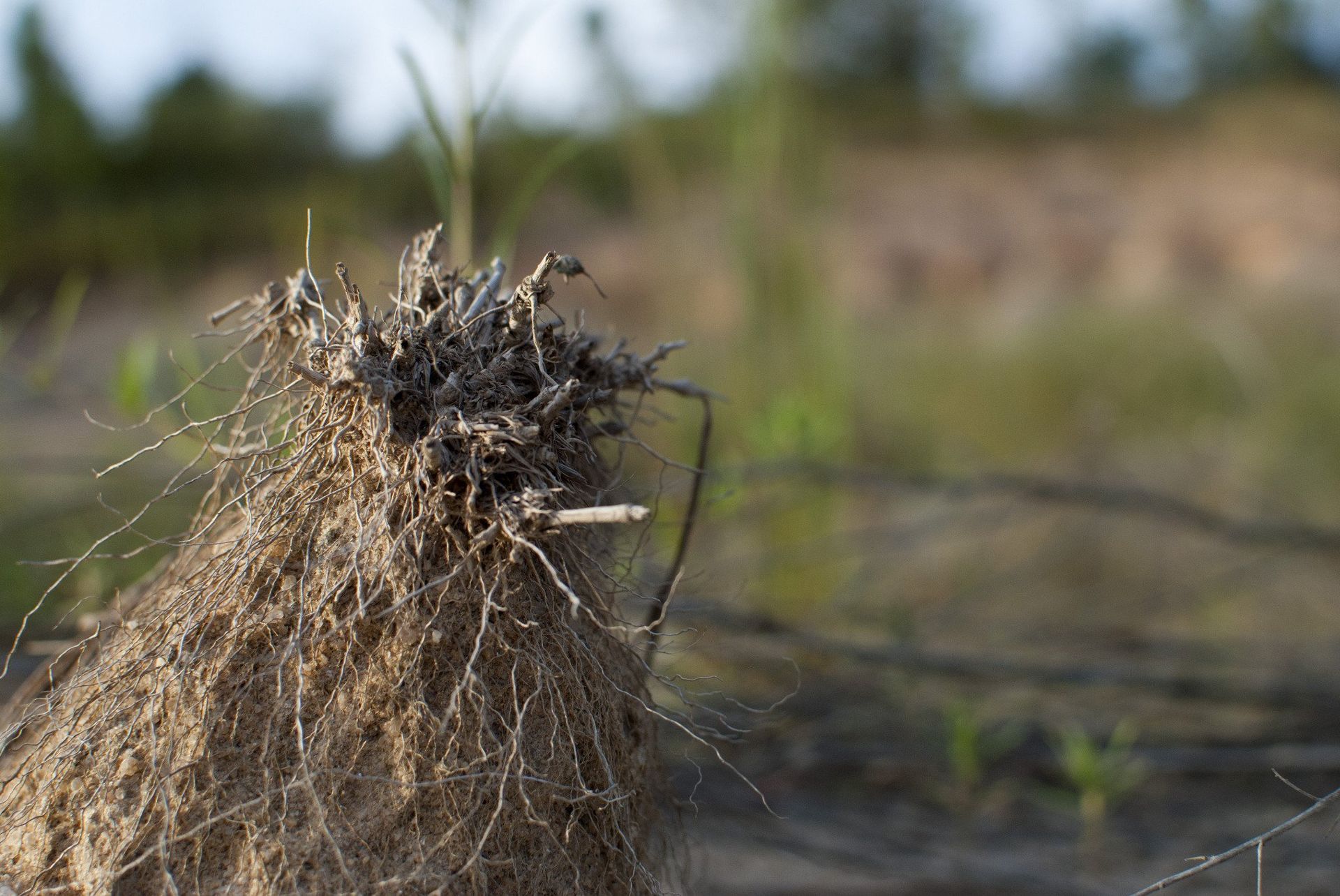 Woven bundle of dry grass in focus against a blurred natural landscape of earth, grass, and sky.