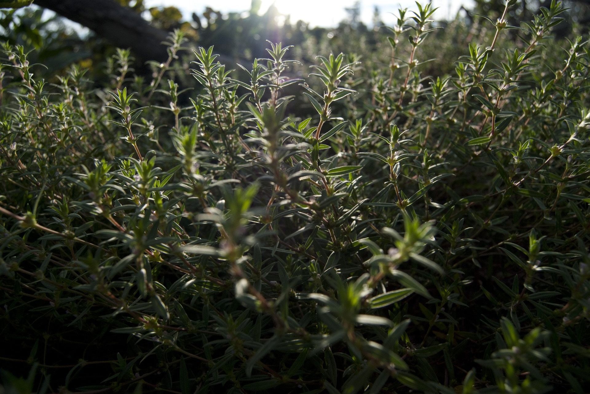 Green thyme plants in sunlight.