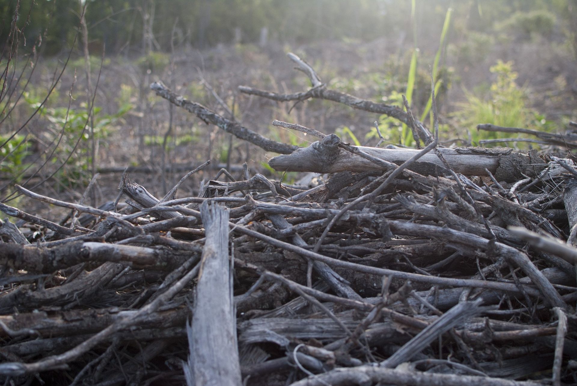 Pile of dry tree branches in a deforested area with sparse green foliage and sunlight.