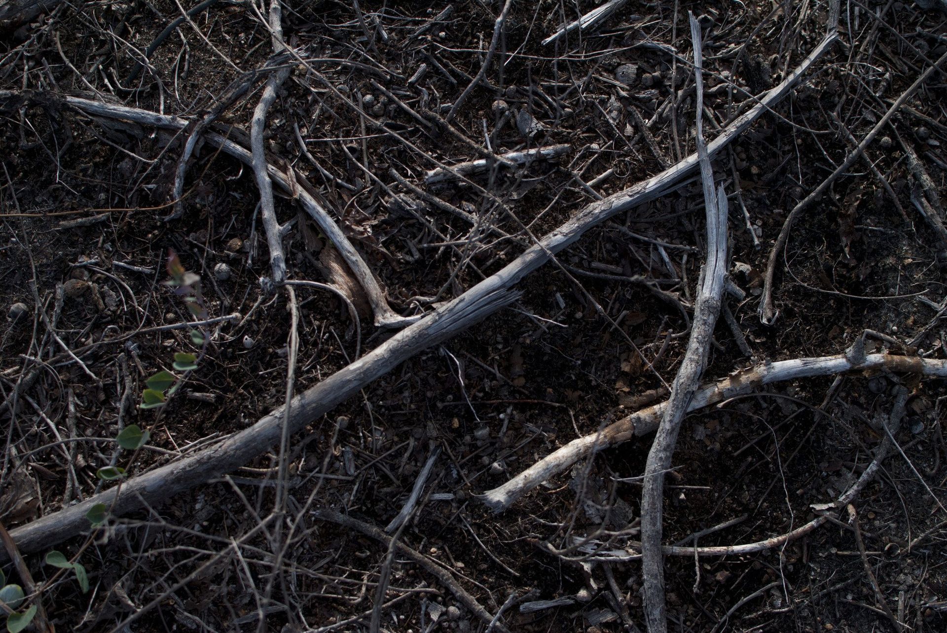 Thorny branches scattered on dark ground.
