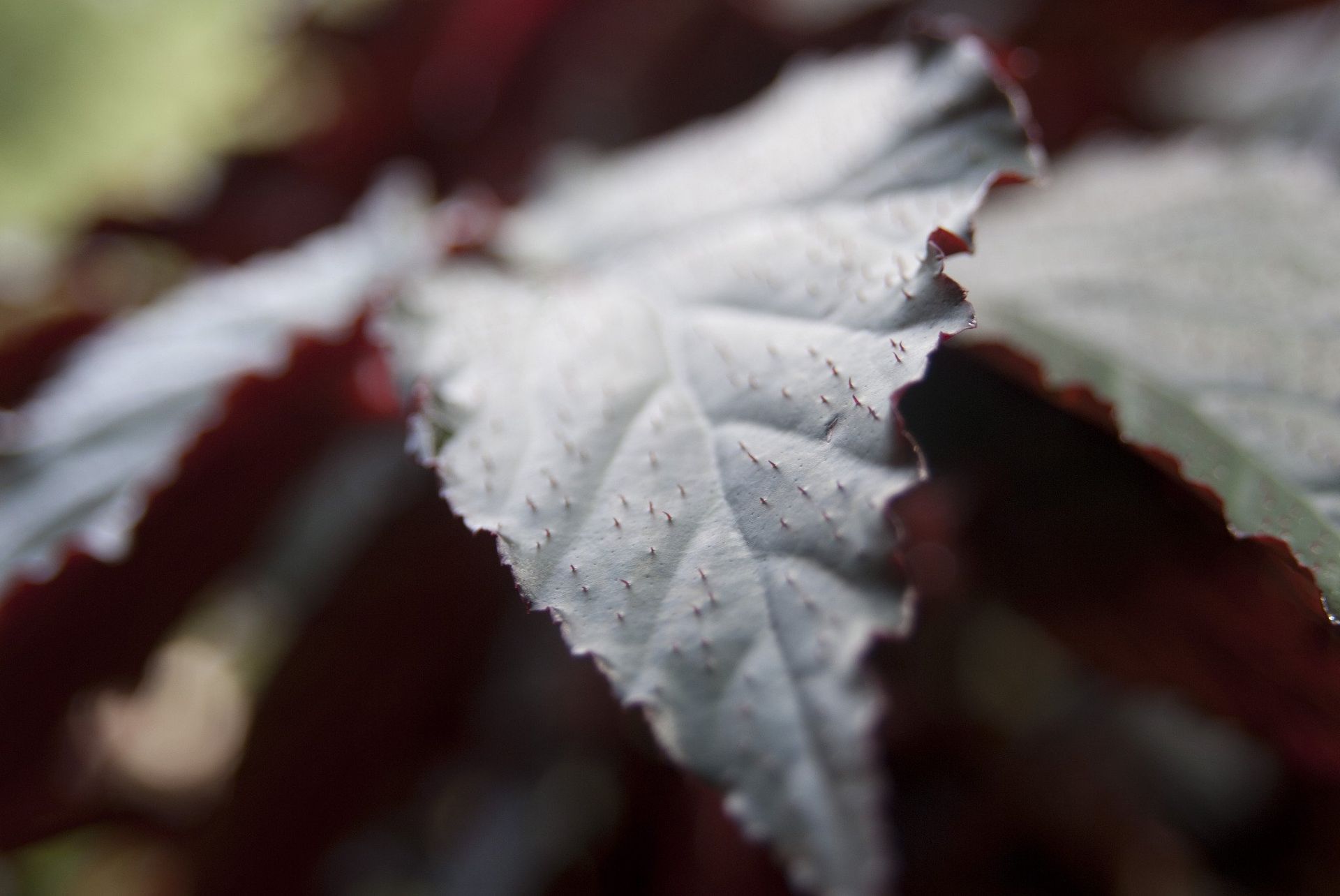 Close-up of begonia plant leaf with silver-gray surface and red-burgundy edges.