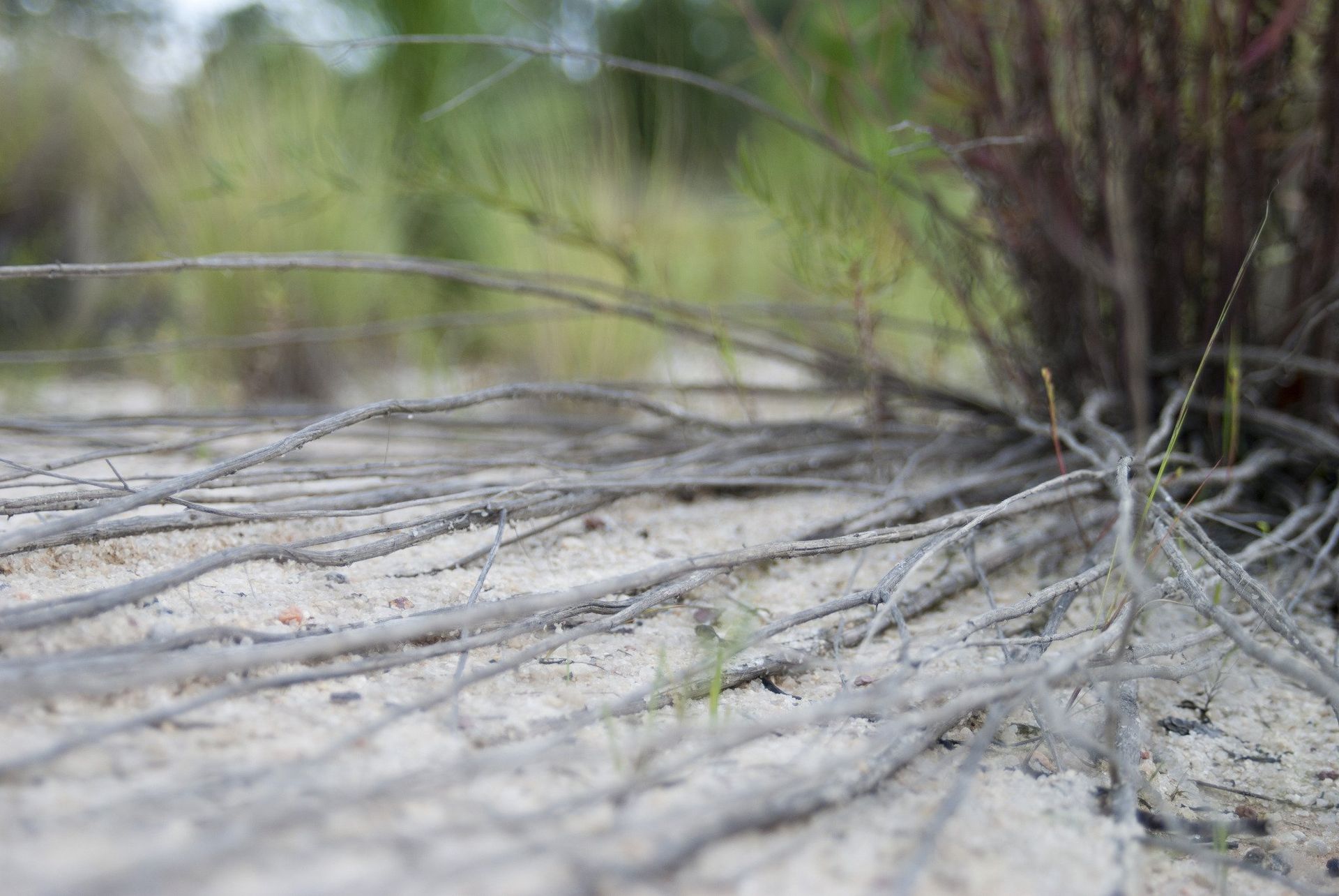 Low-angle view of a plant with thin stems on sandy ground.