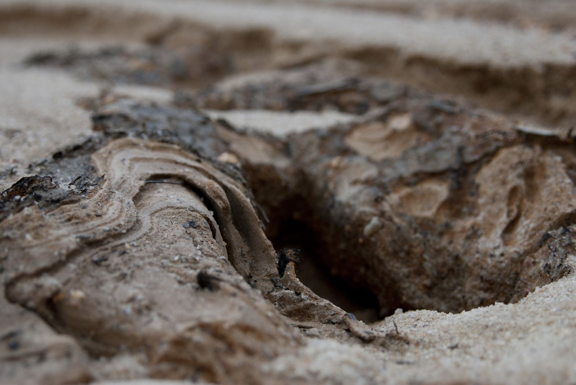 Close-up of weathered wood fragments embedded in sand, showing textured surface with varying shades of brown and gray.