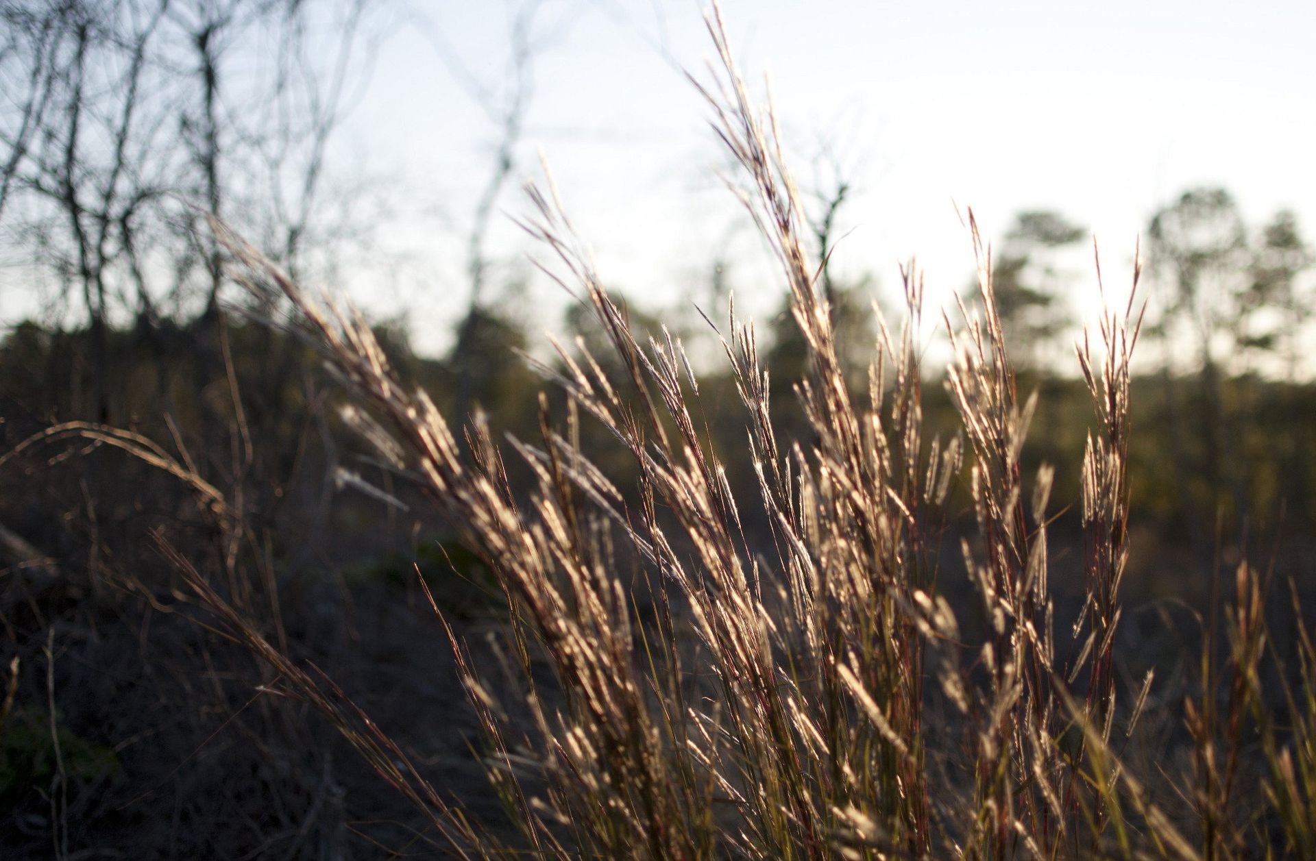 Golden grasses in soft sunlight against a blurred background of trees.