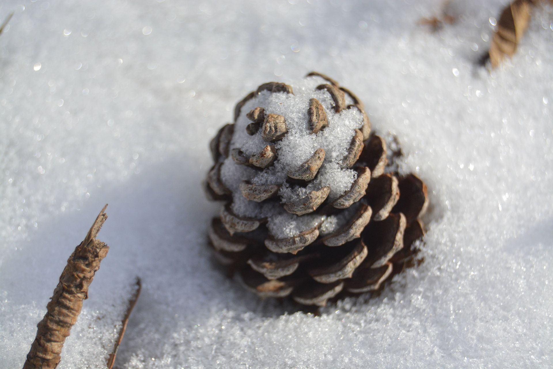 Pine cone covered in snow rests in a snowy setting.
