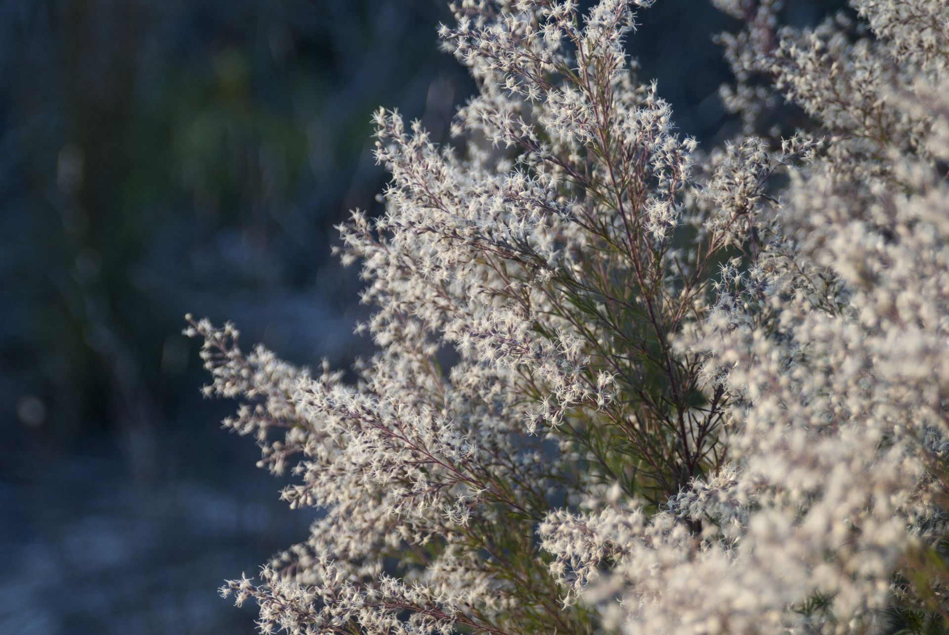Bush with delicate, white flowers against a blurred blue and green background.