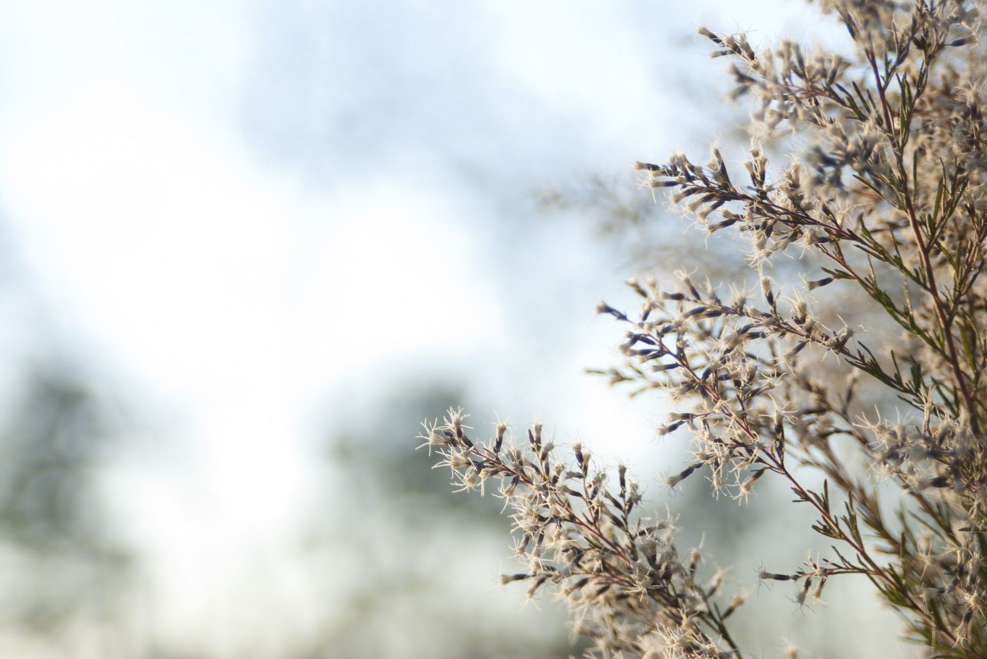 Branches with feathery, frosted tips against a blurred light background.