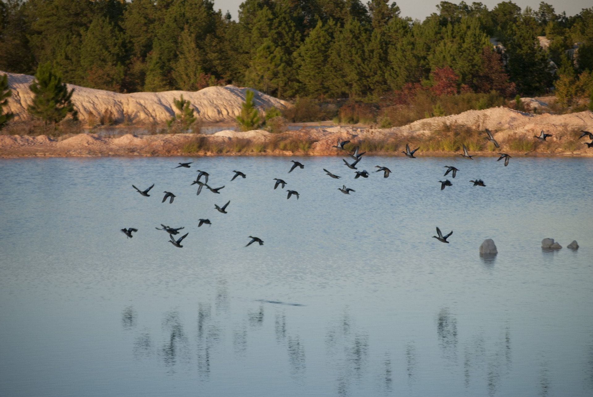 Flock of dark birds flying over a calm, blue lake, with trees and a light-colored hill in the background.