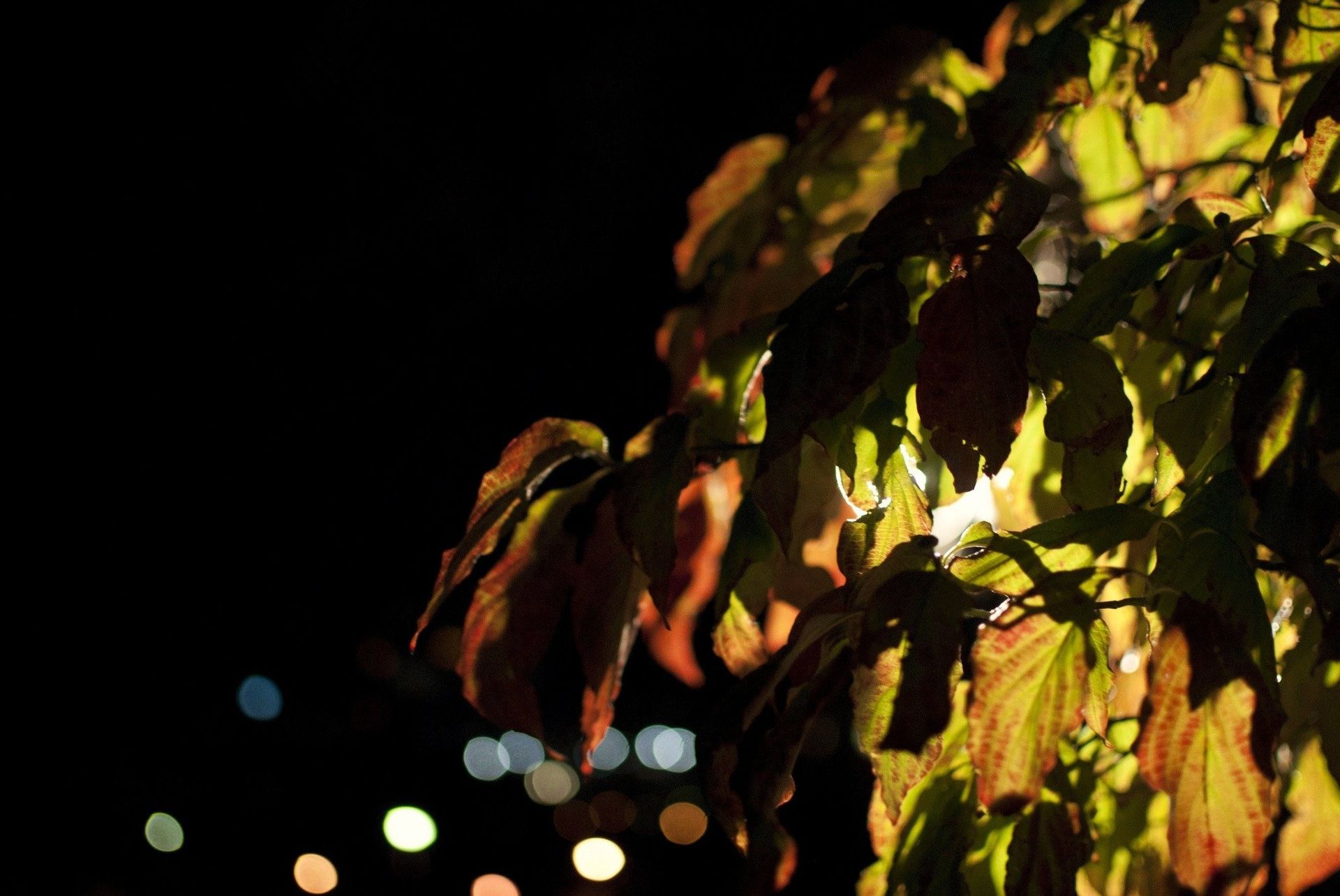 Leaves illuminated at night, dark background with out-of-focus lights.