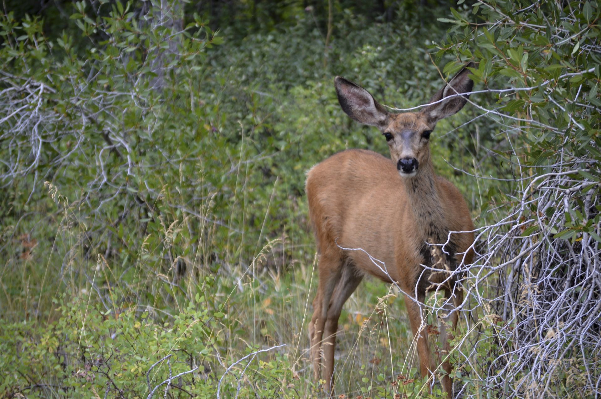 Deer in a field of green shrubs and tall grass, looking toward the camera.