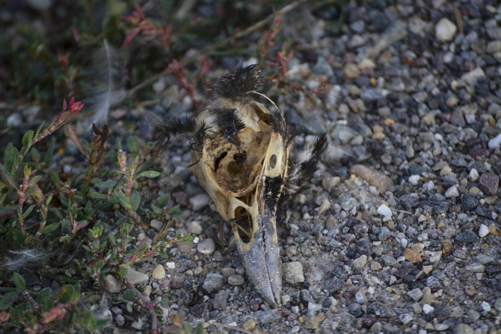 Bird skull on gravel and grass. Beige, black, and white.
