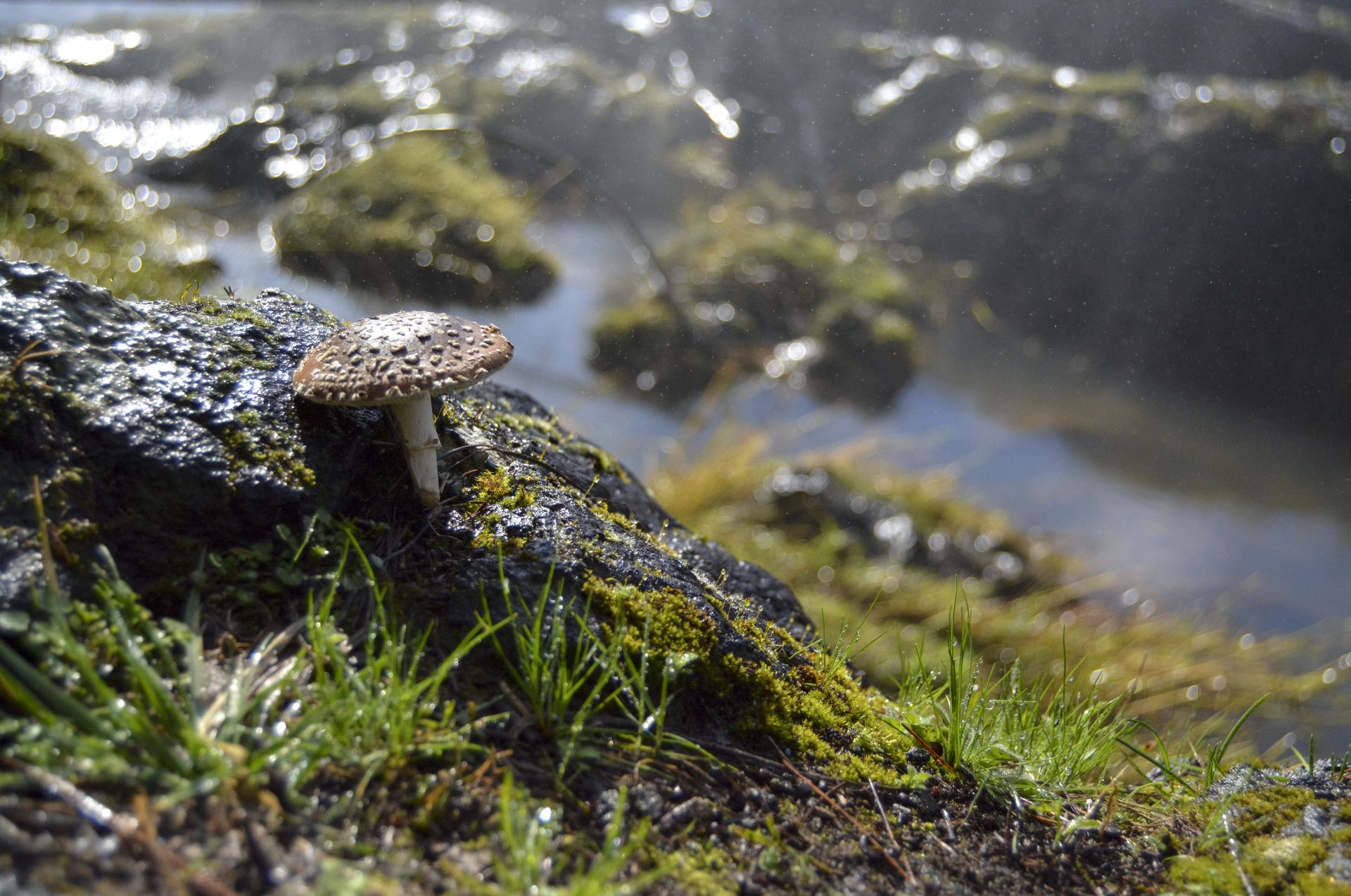 Mushroom with speckled cap growing on a mossy rock near water.