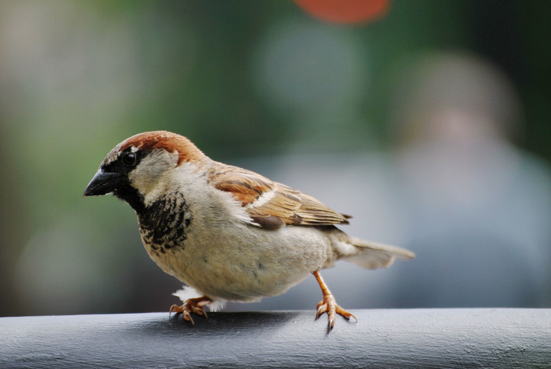 A sparrow with brown and tan feathers perches on a gray surface with its left foot raised.