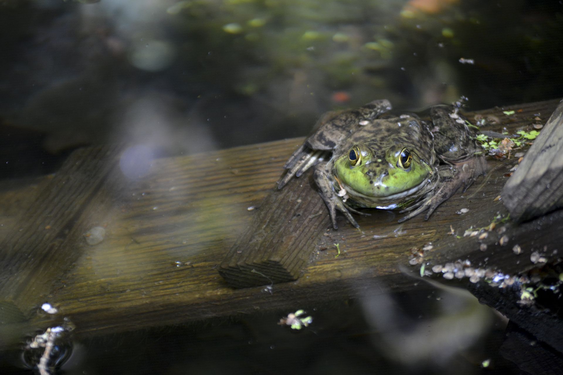 Frog with green eyes resting on a wooden plank in water.