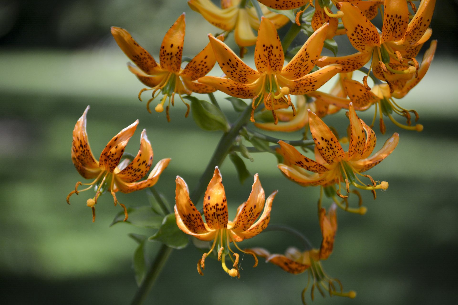Orange and black spotted lilies on green stem, against a blurry green background.