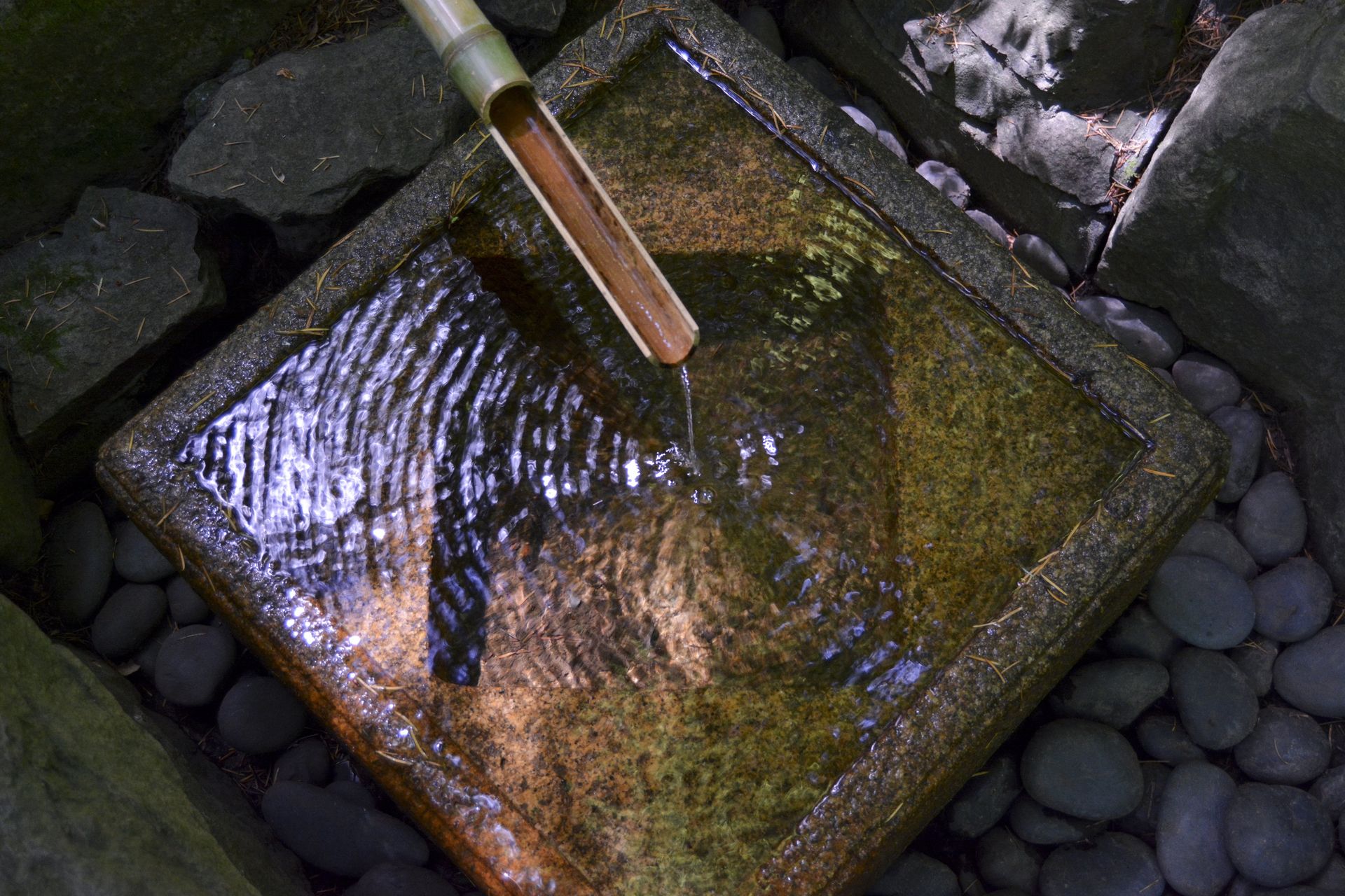 Water flows from bamboo spout into a stone basin in a garden.