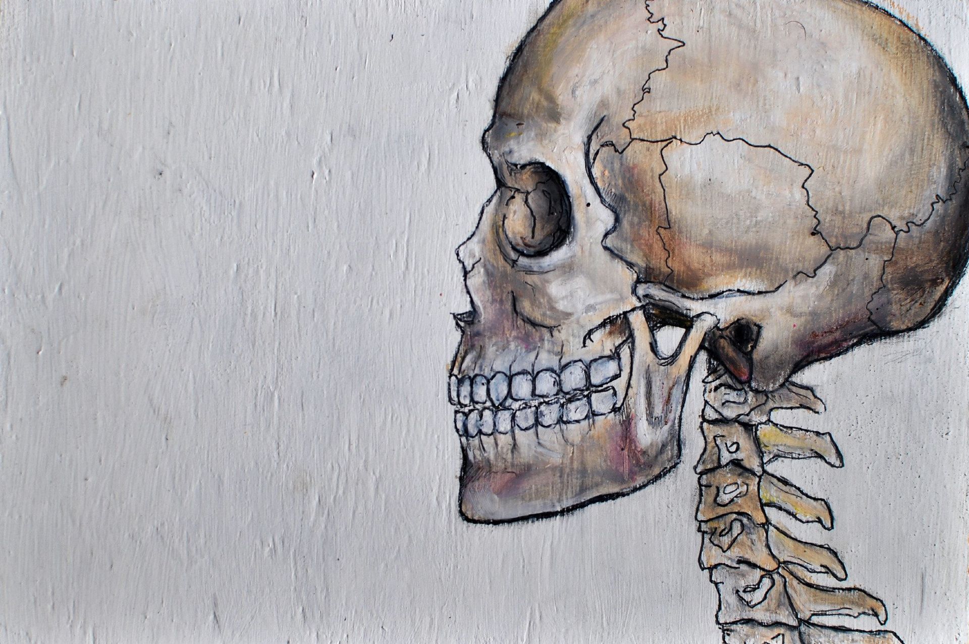 Side profile of a human skull with attached vertebrae, drawn with brown and tan hues.