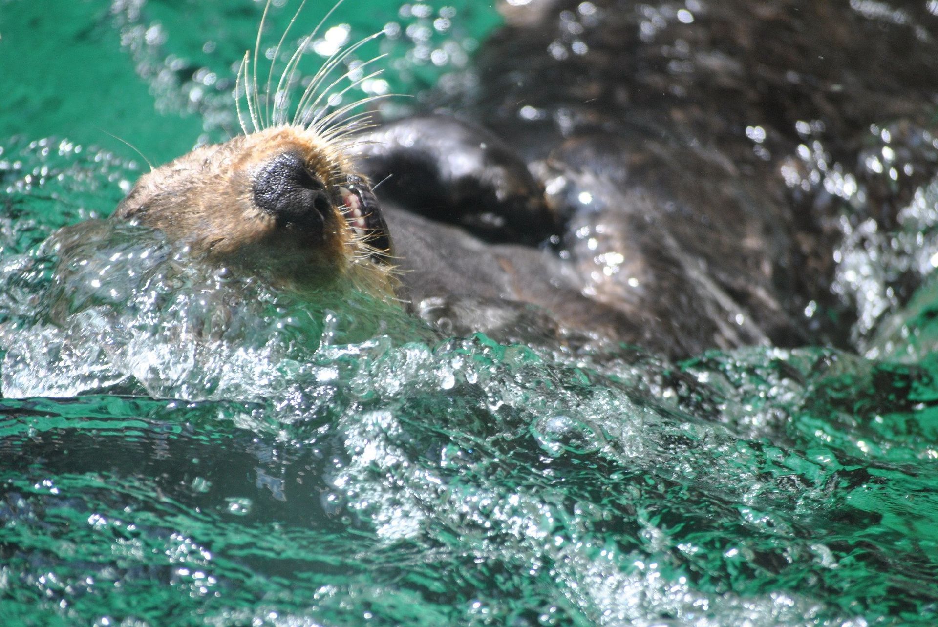 Sea otter swimming in green water, head above the surface.