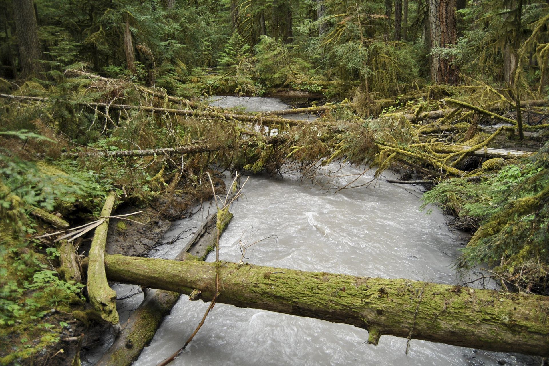 Muddy, fast-flowing stream through a forest, with mossy logs fallen across it.