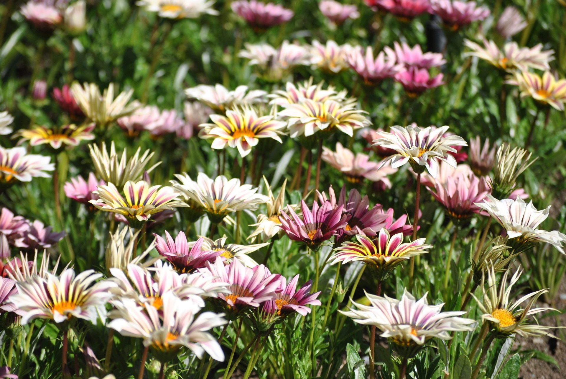 Field of gazania flowers in white, pink, and burgundy, with yellow centers, against green foliage.