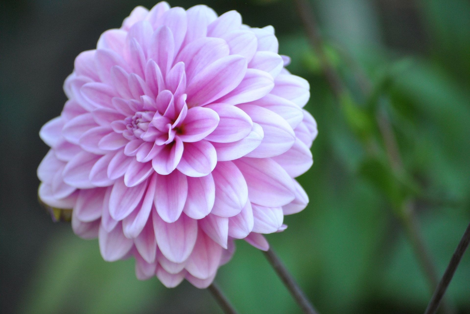 Pink dahlia flower in full bloom, soft petals, green background.