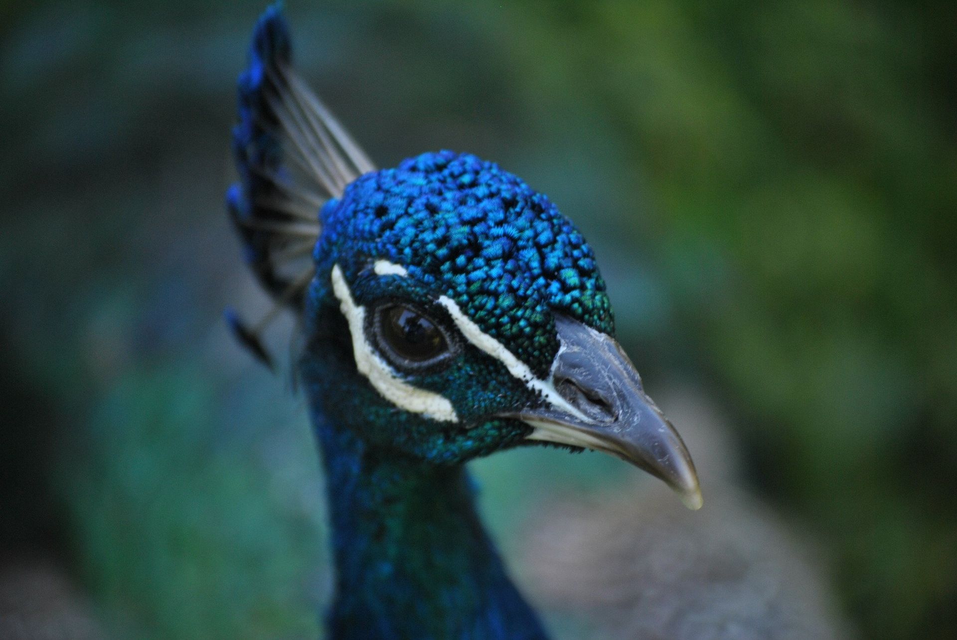 Close-up of peacock head with vibrant blue and green feathers and a long beak.