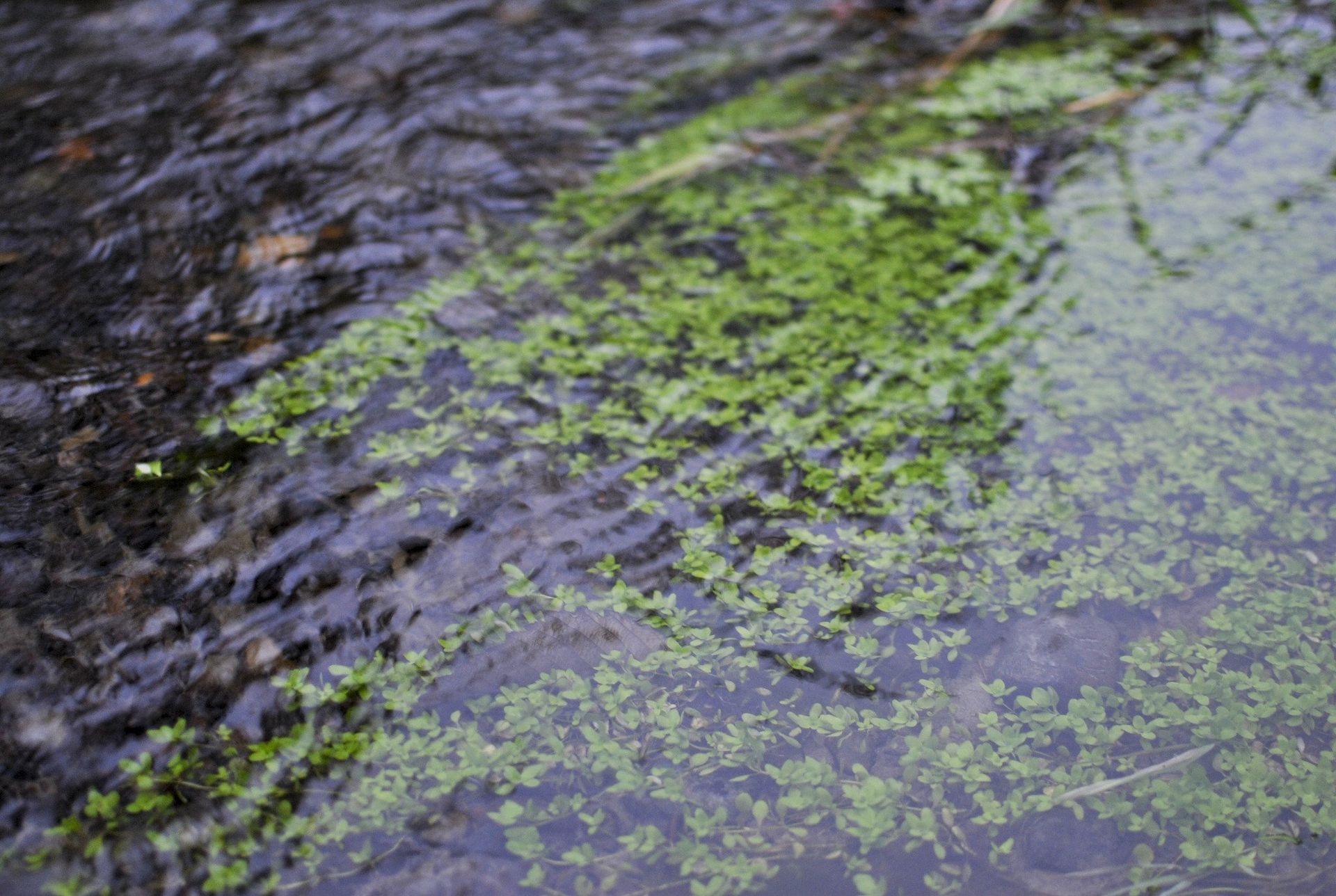 Water flows over small green plants in a stream.