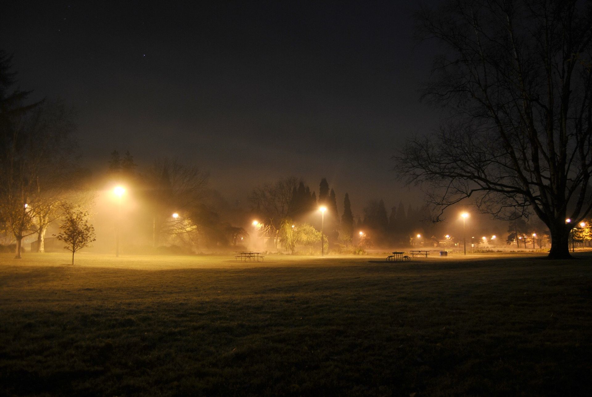 Foggy park at night with illuminated streetlights and trees.