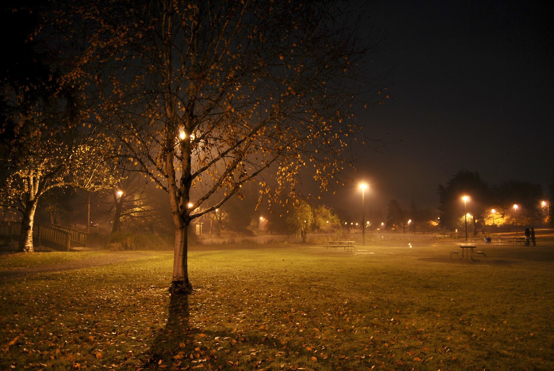 Night scene in a park: tree with sparse leaves, illuminated by streetlights, fog on the ground.