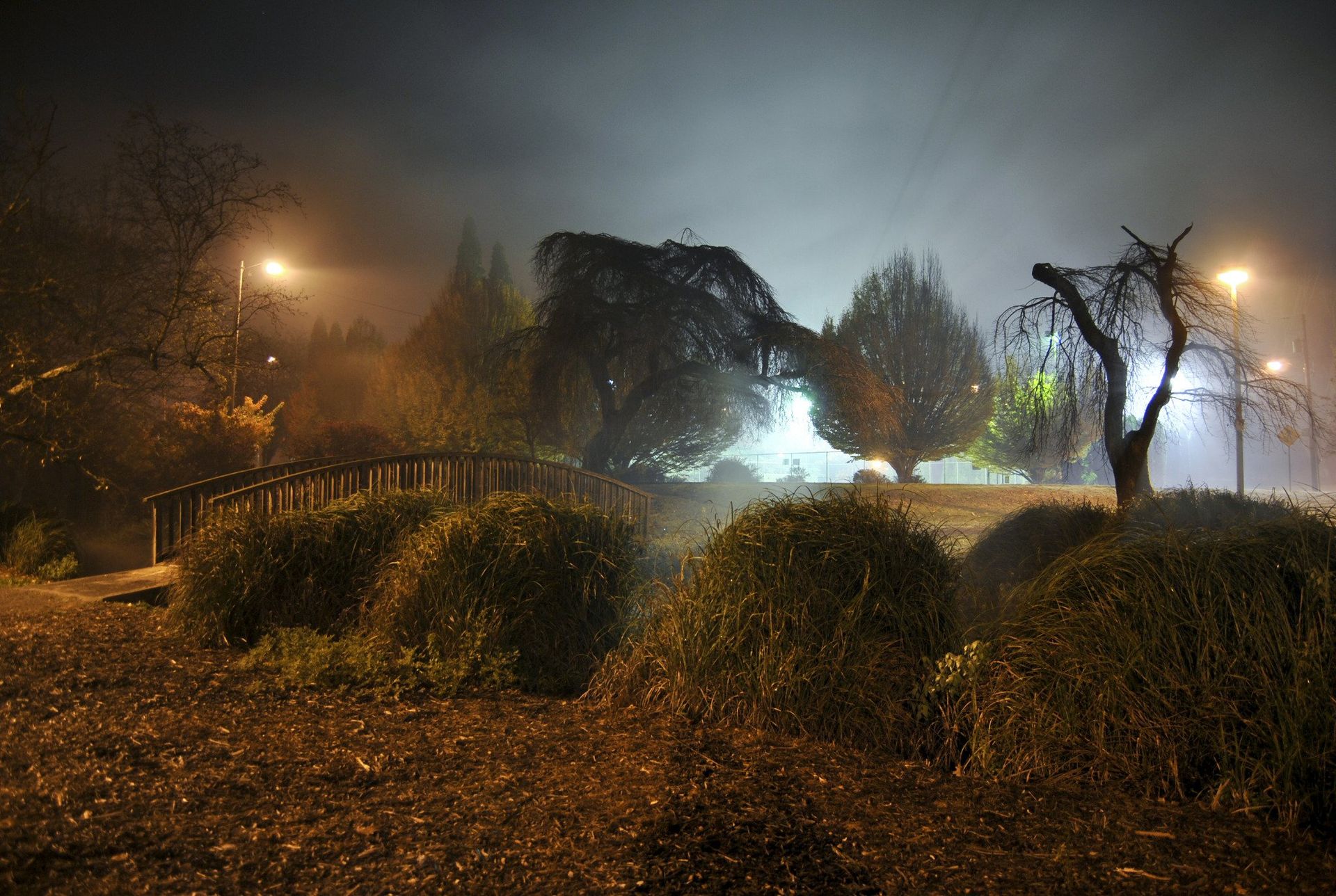 Night scene: Park with trees, bushes, and streetlights shrouded in mist.