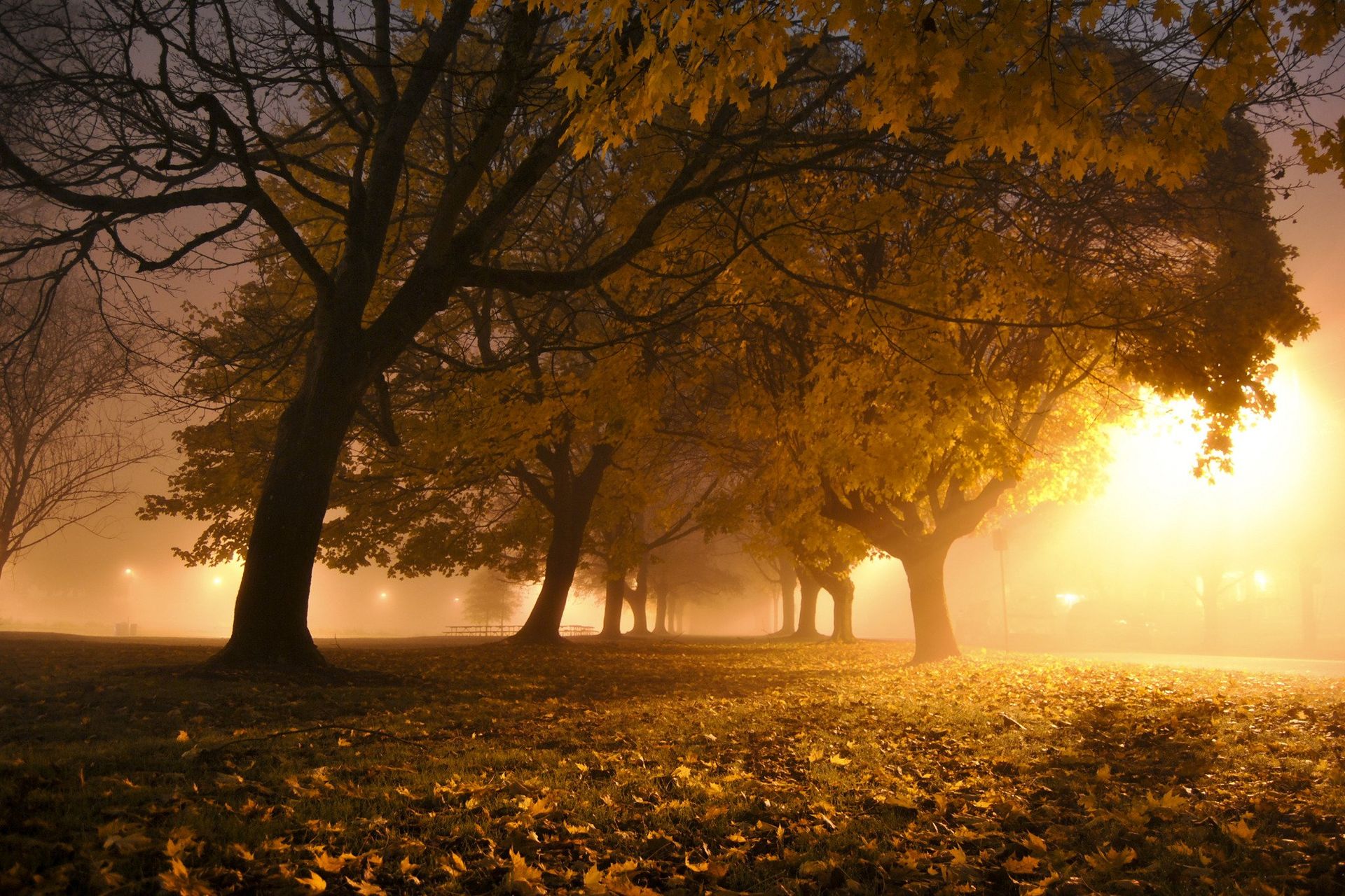 Trees line a path in a foggy, golden-lit park, fall leaves on the ground.