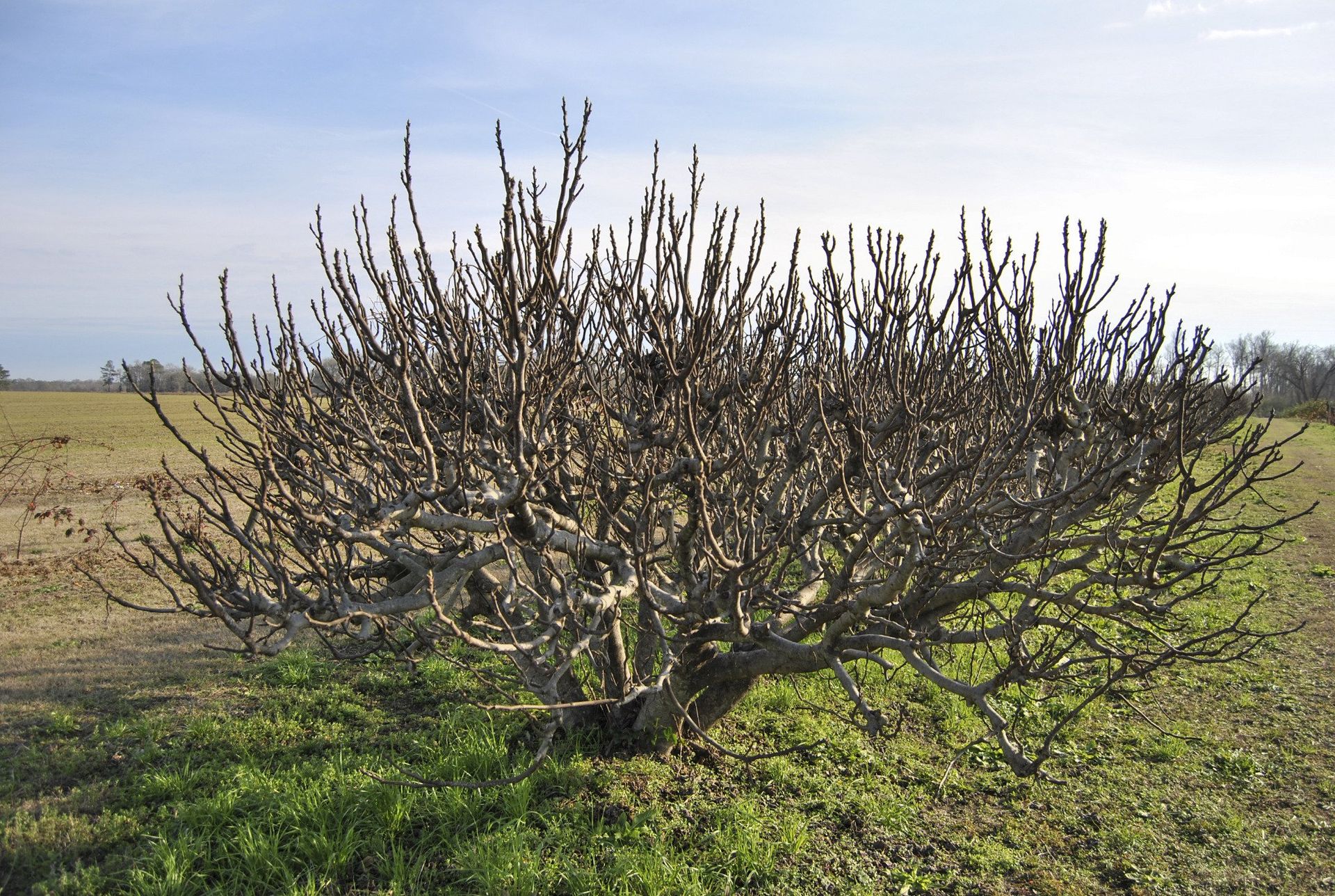 A leafless bush with many branches stands in a grassy field under a pale sky.