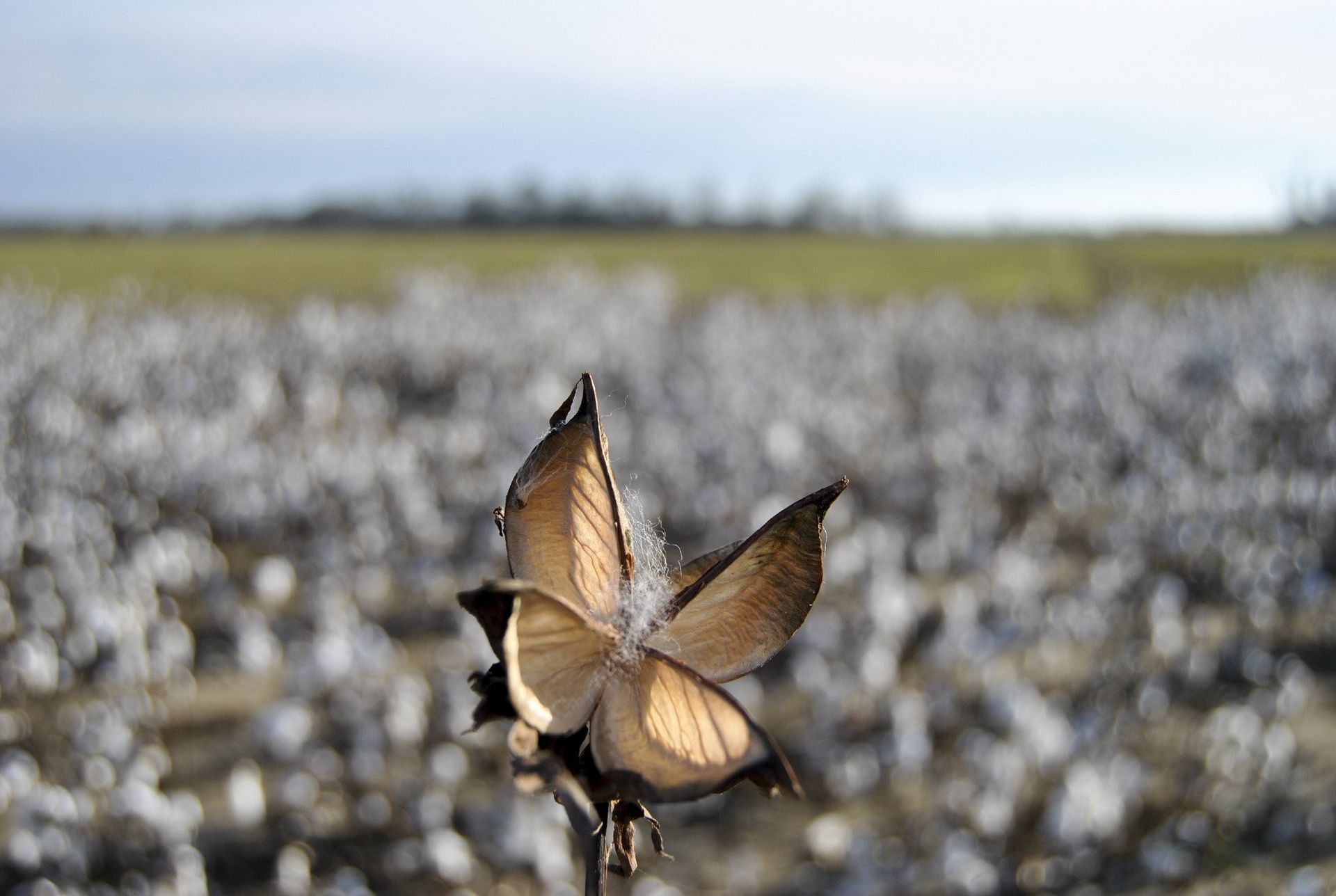 Cotton boll open in a field, with a blurred background of cotton and a distant tree line.