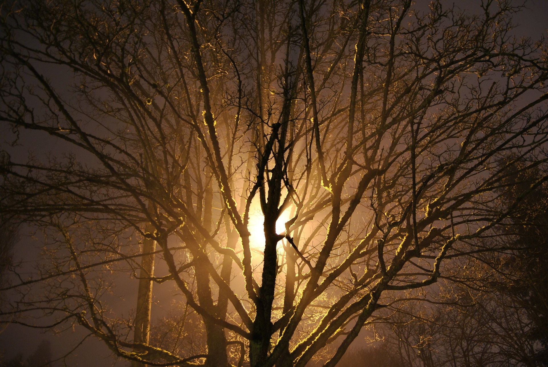 Bare tree branches silhouetted against a bright, hazy light source, appearing to glow.