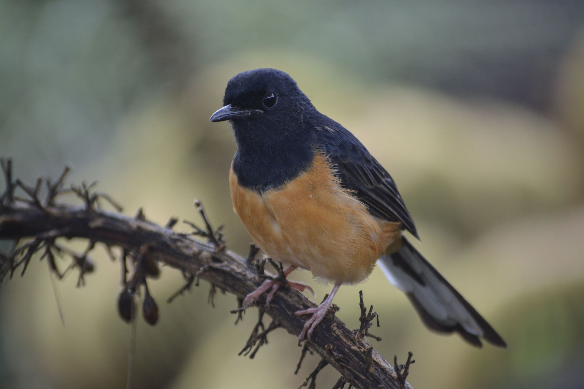 A black-headed bird with orange breast perches on a twig, with a blurred background.
