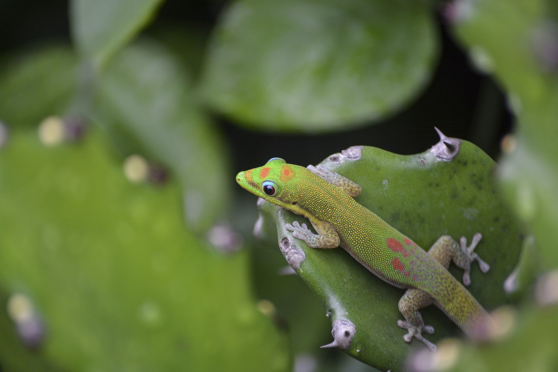 Green and orange gecko on a green cactus leaf, surrounded by thorns.