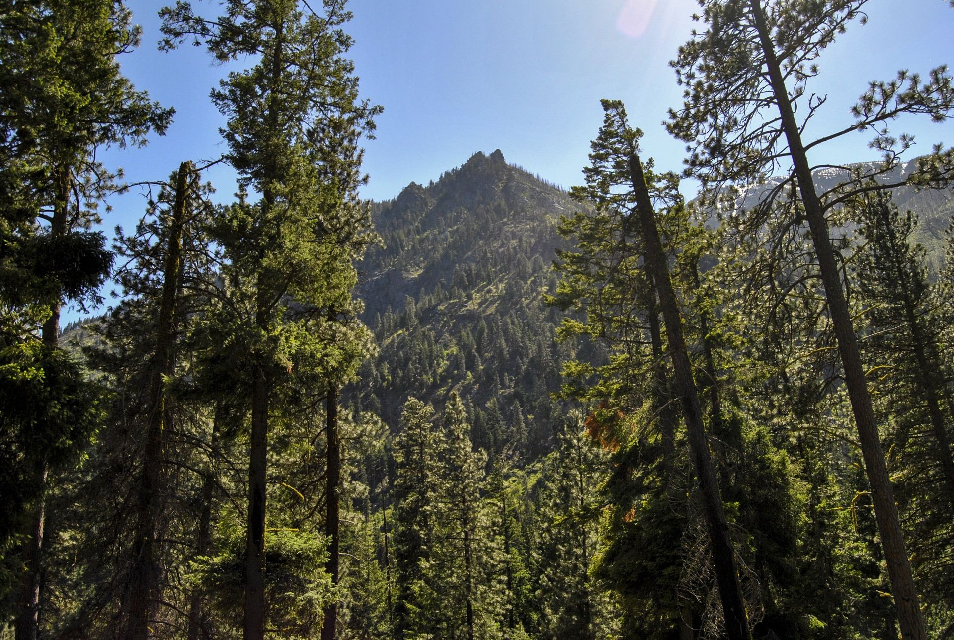 Mountain peak rising above a dense pine forest under a bright blue sky.