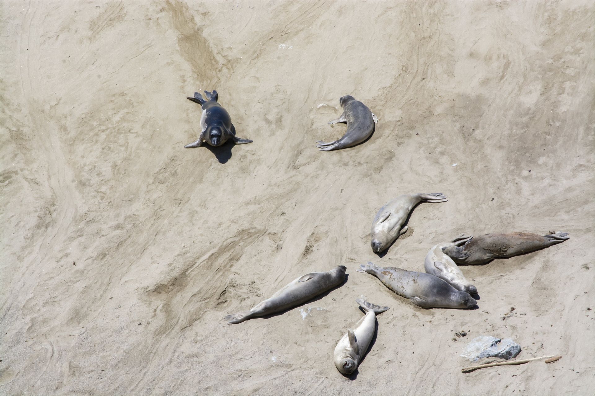Several grey seals resting on light brown sand.