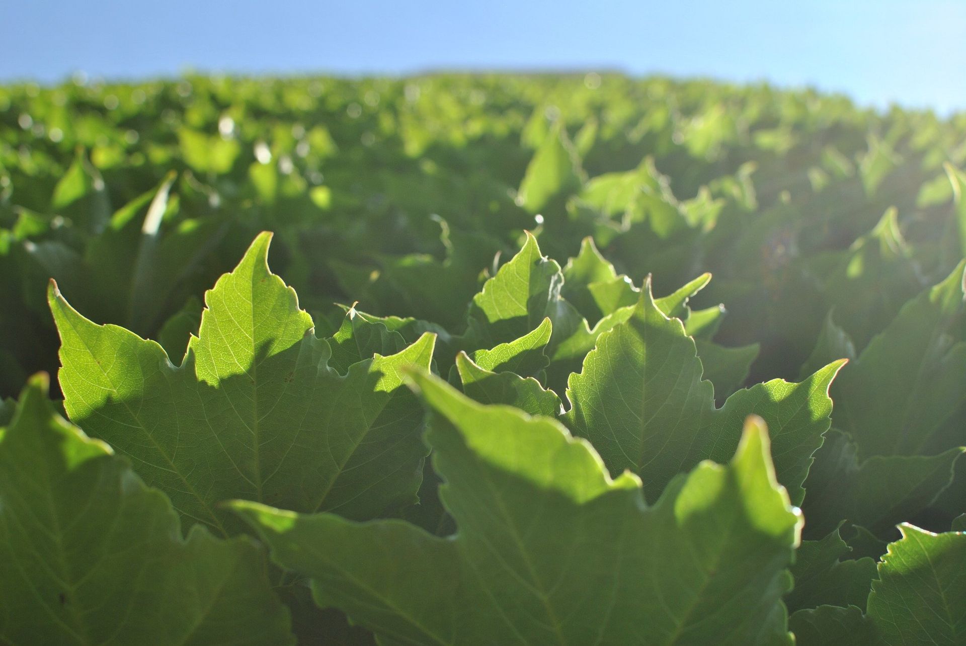 Green ivy leaves against a blue sky, brightly lit by sunlight.