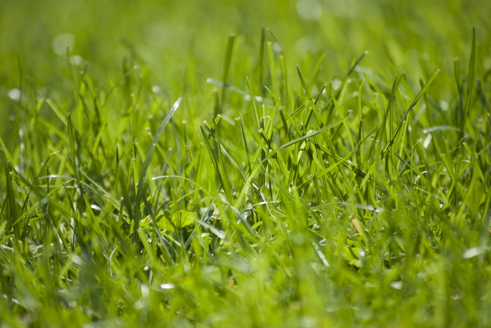 Close-up of bright green blades of grass, lit by sunlight.