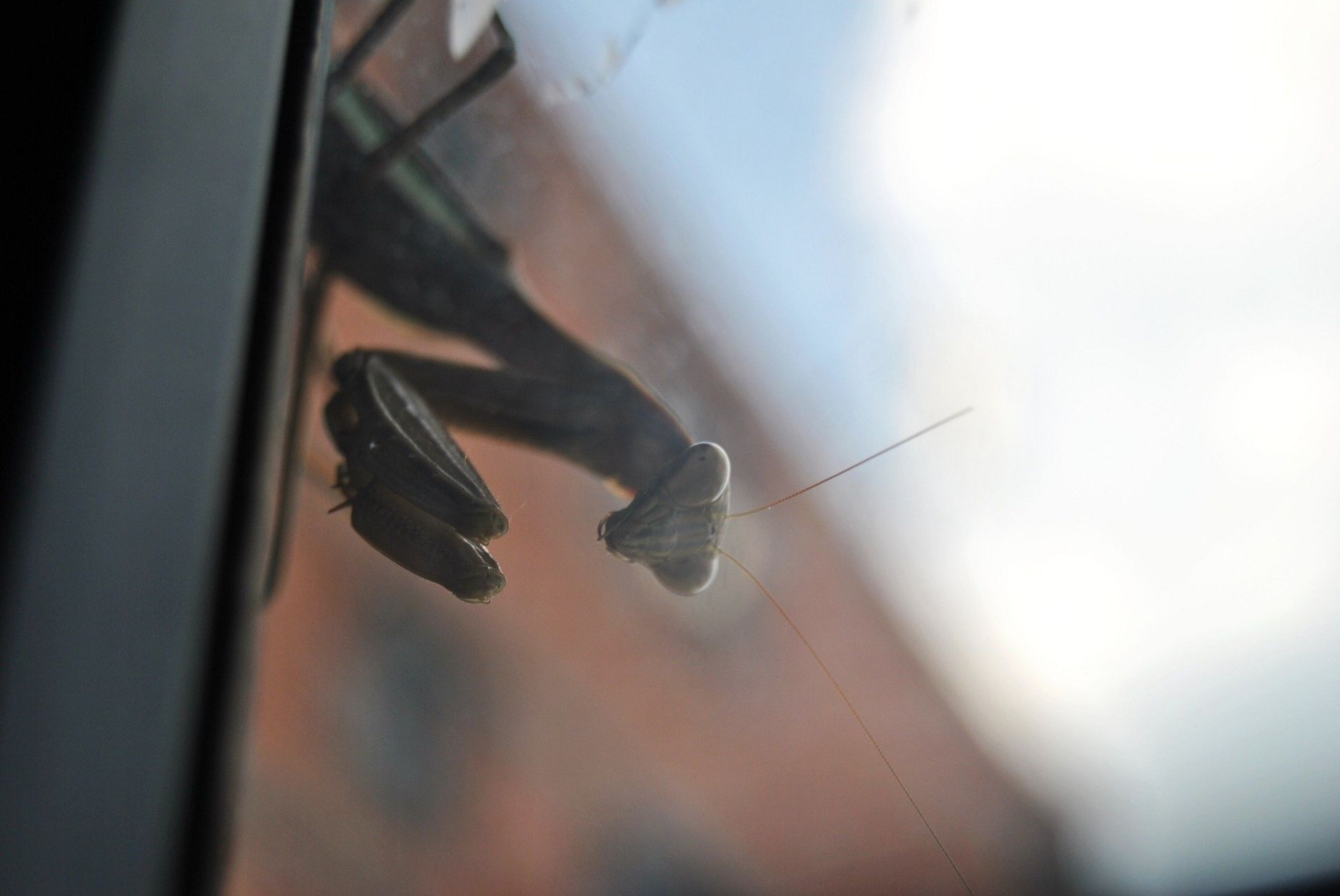 Praying mantis on glass, looking forward. Green body, large eyes, orange brick building in background.