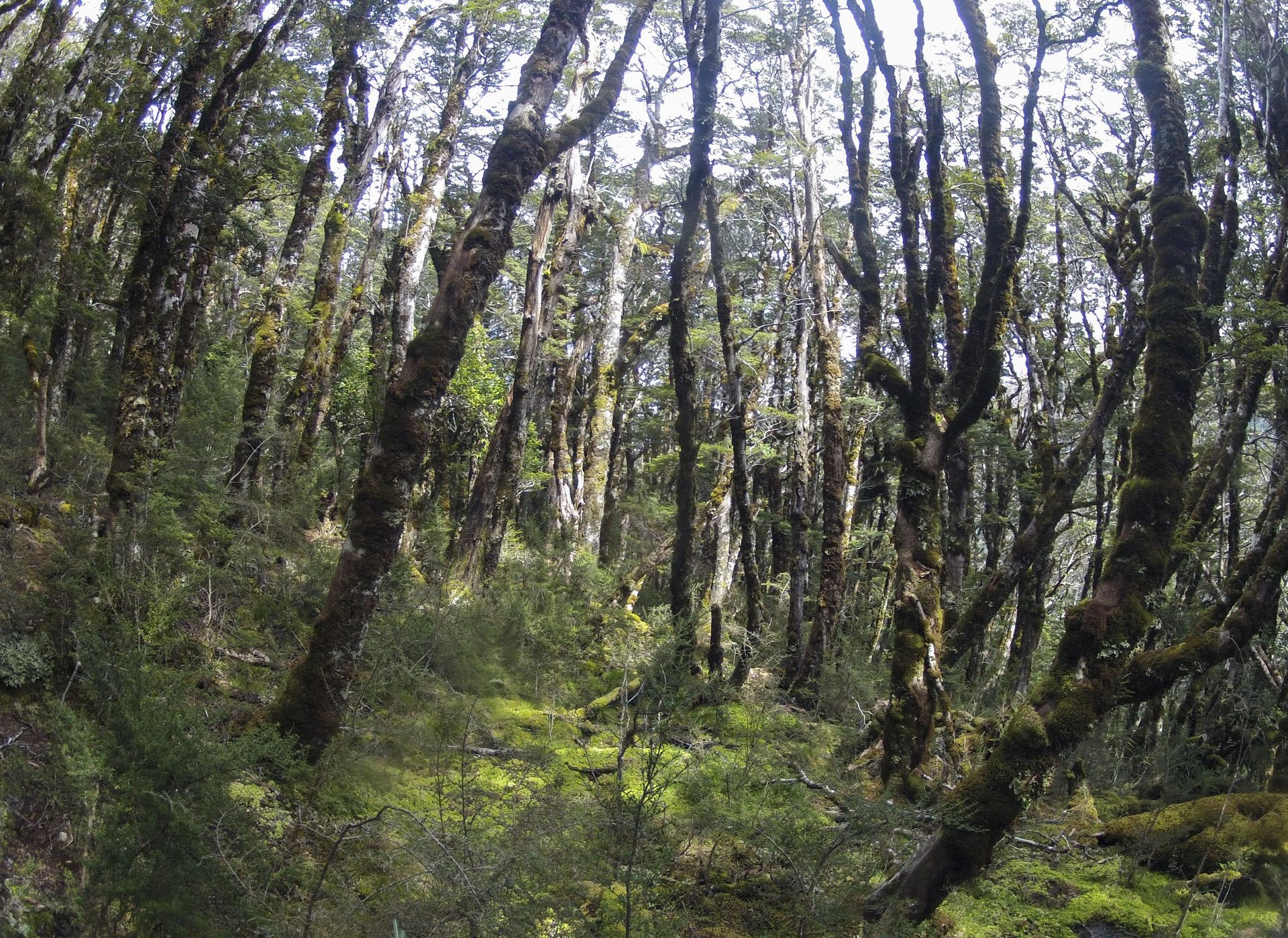 Dense forest with mossy ground and tall, slender trees reaching towards sunlight.