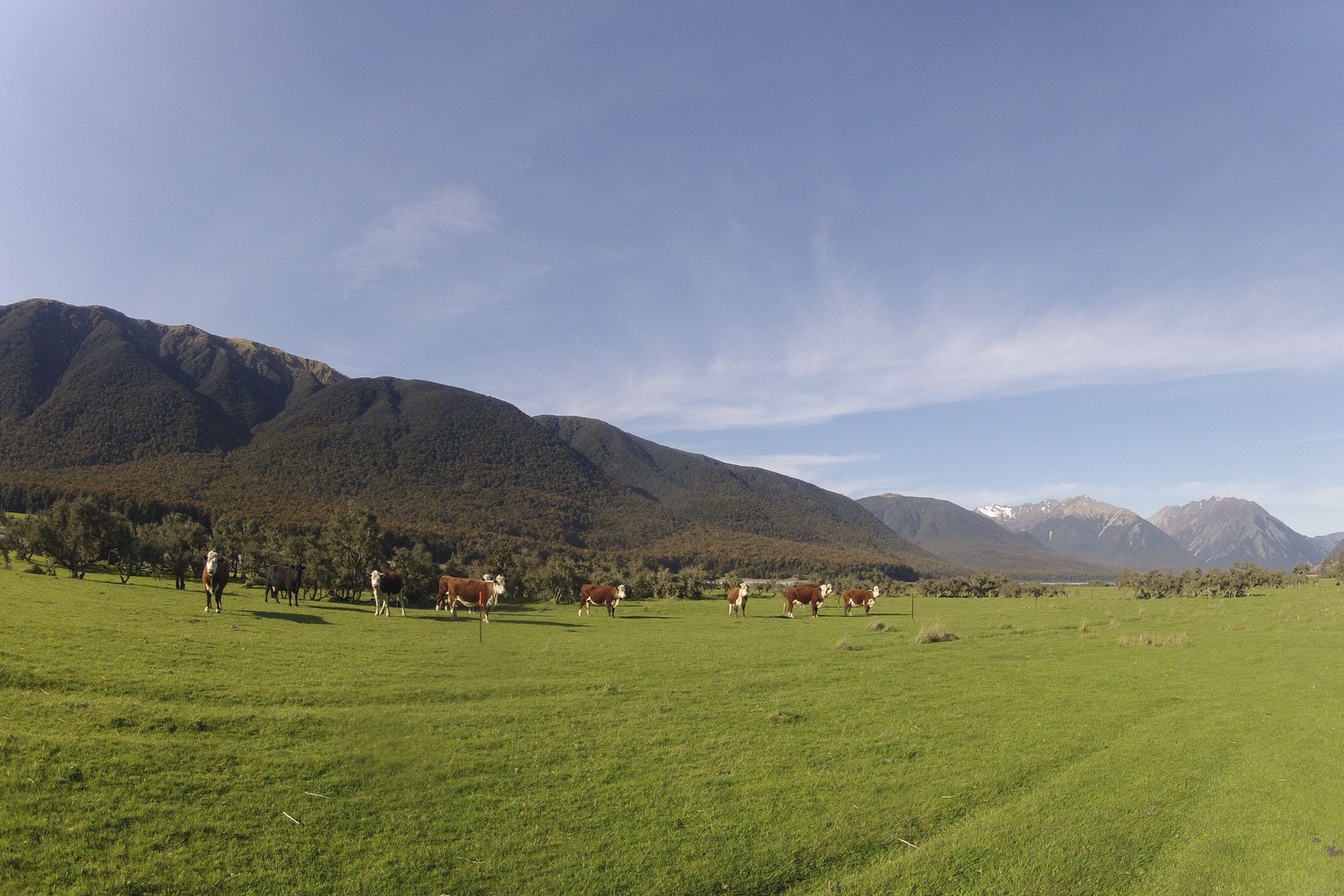 Cows grazing in a green field with mountains in the background under a blue sky.
