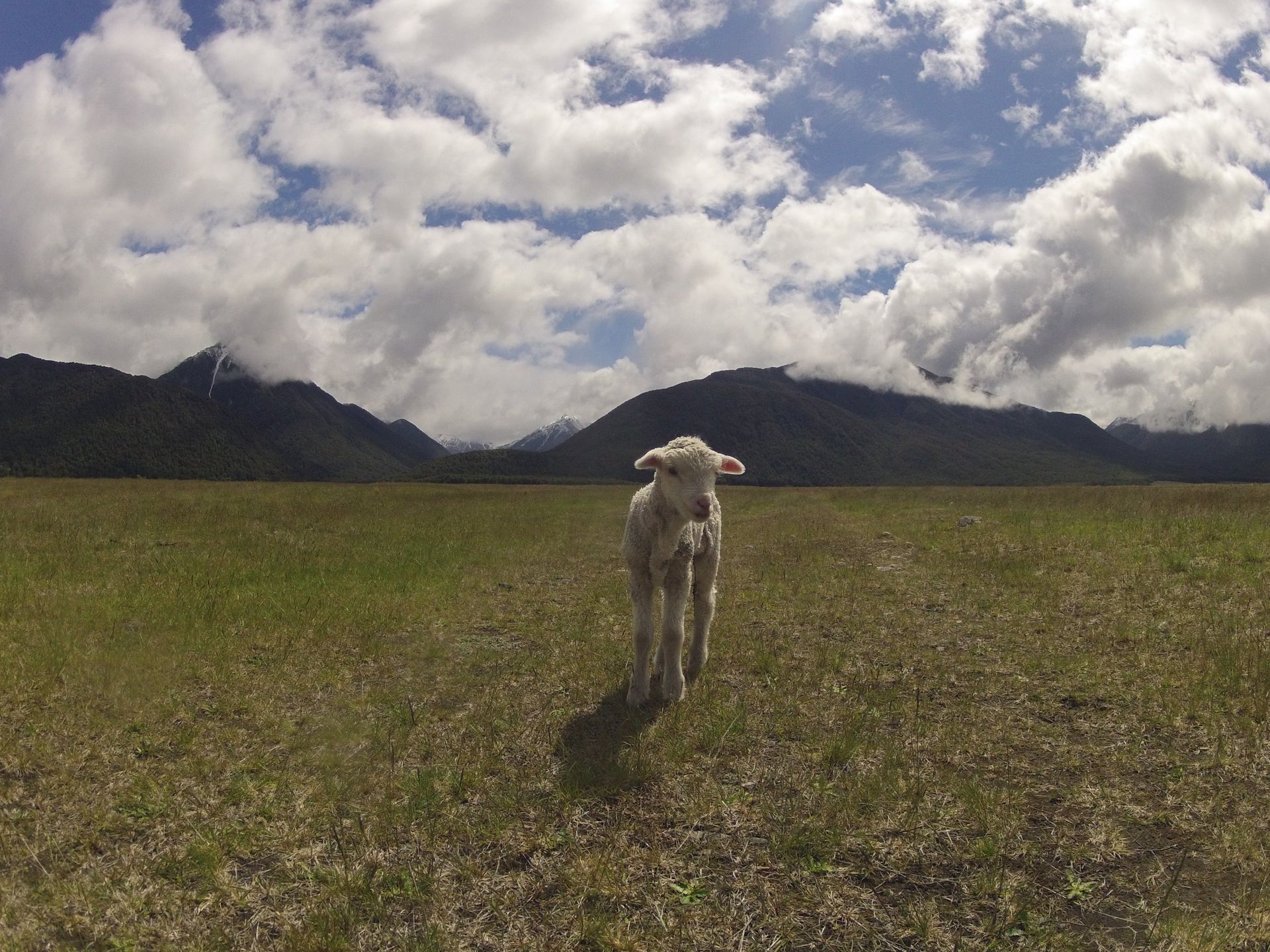 Lamb standing in a grassy field with mountains in the background under a cloudy sky.