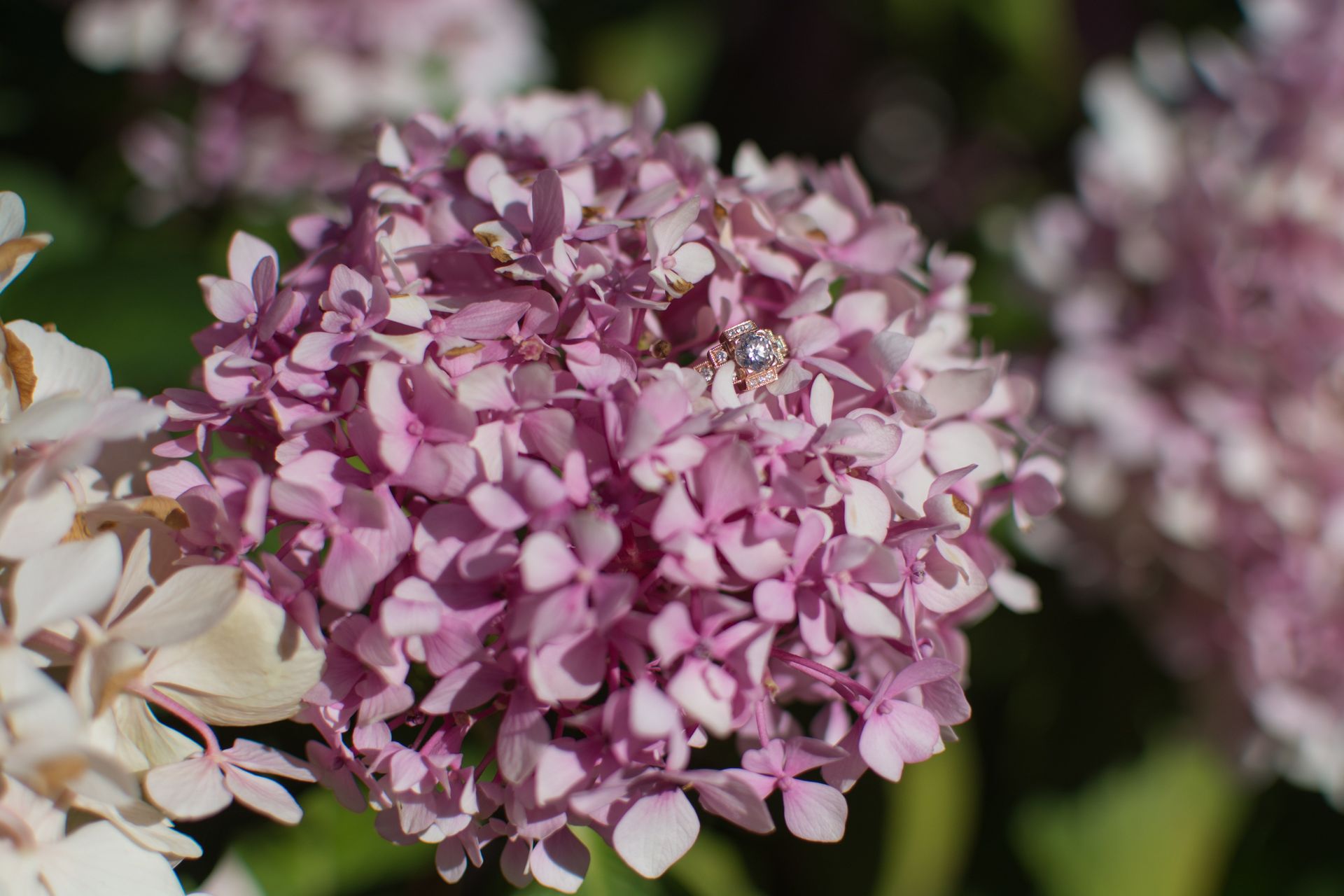 Pink hydrangea flower cluster, tightly packed petals, outdoor setting.