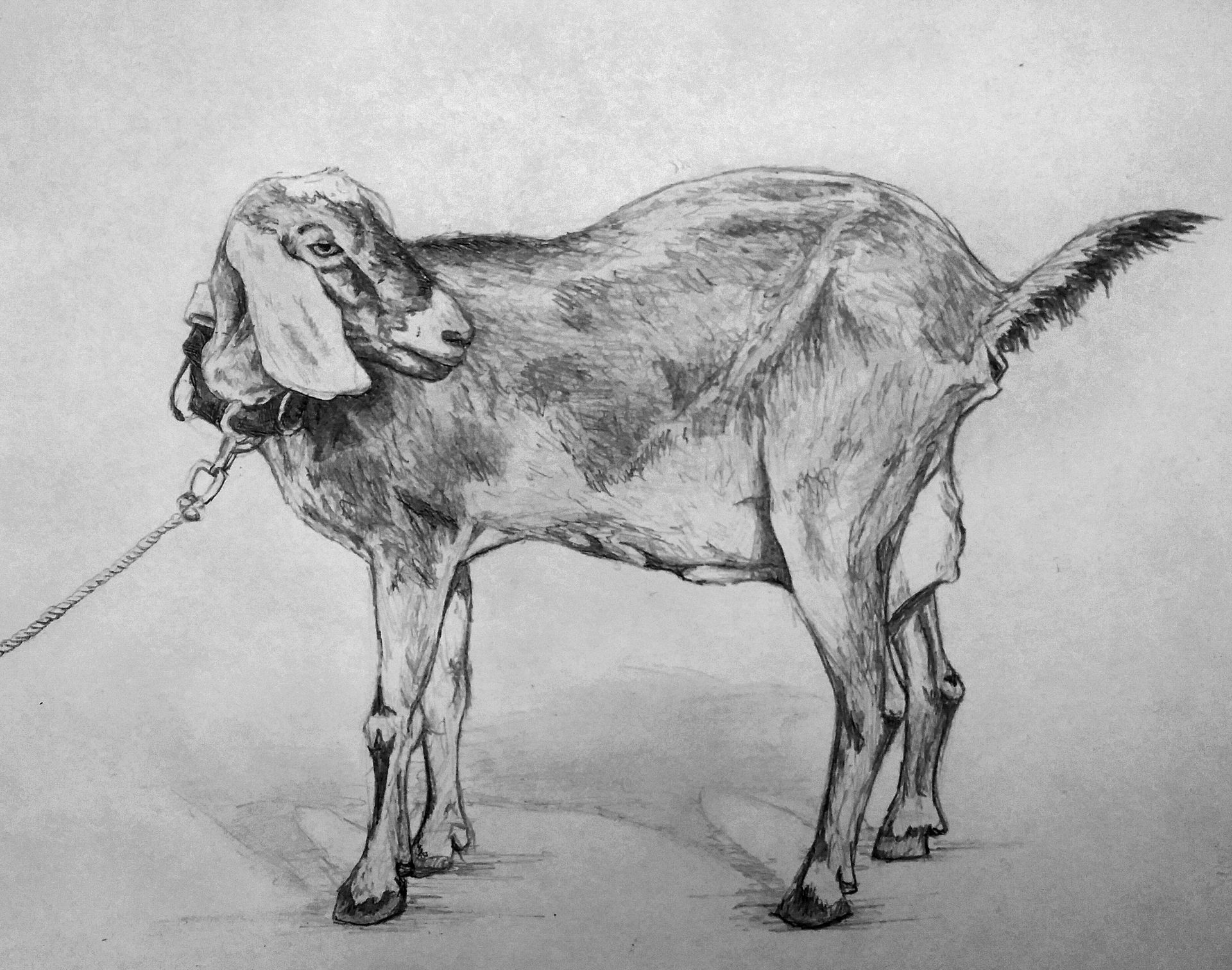 Pencil drawing of a goat standing, wearing a rope halter, with large drooping ears and tail up.