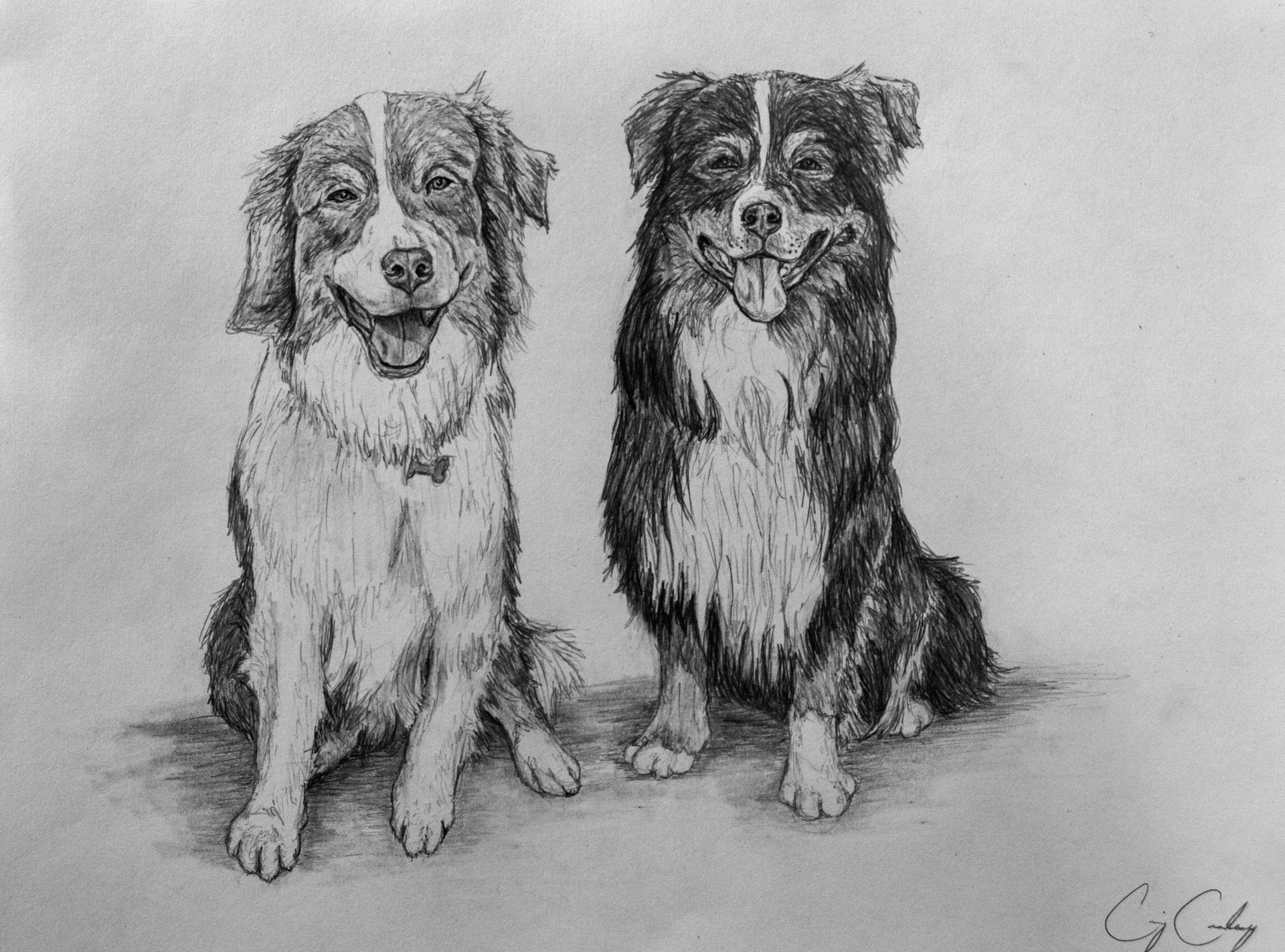 Two dogs, one red merle, one black and white, sit side-by-side, smiling, pencil sketch.