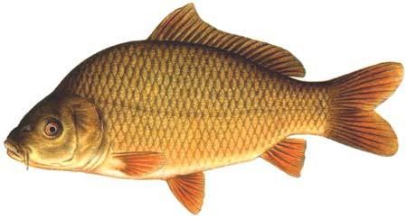 GEFILTE FISH